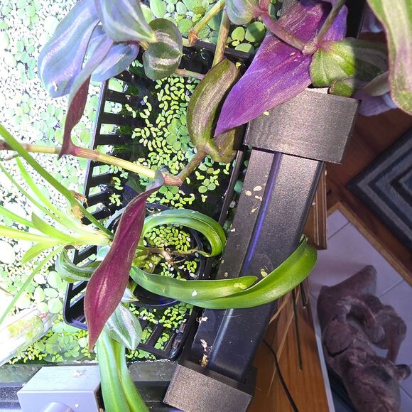 Aqua Hydroponic Aquarium KIT Staggered Light Risers Water Purifying Baskets Pots - Picture 3 of 11